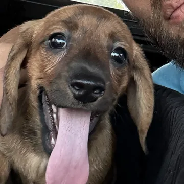 Prince, the Pawsitivity Coordinator